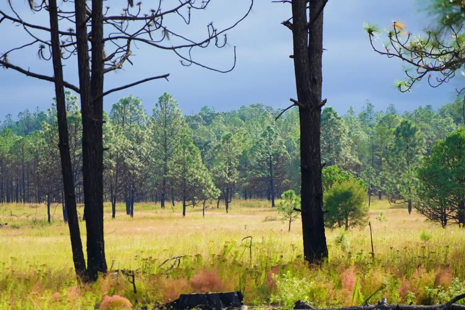 Imagen destacada de Rancho La Colorada