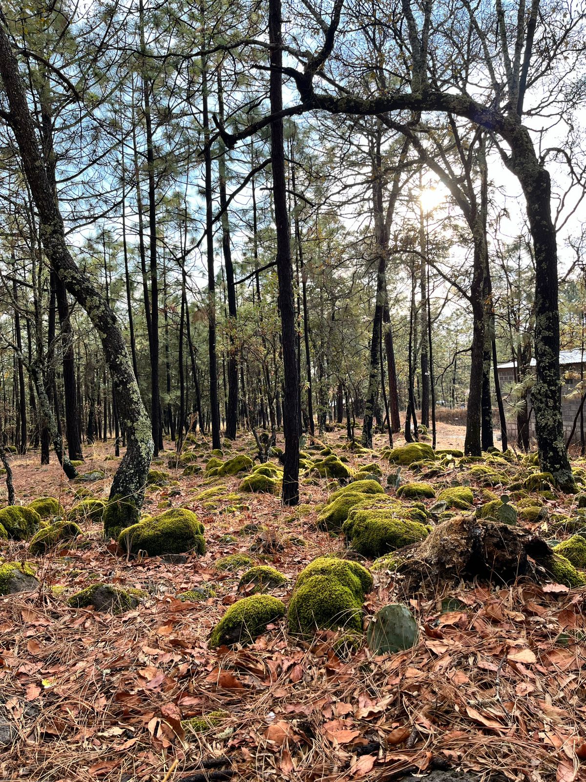 Imagen destacada de Finca la Valentina