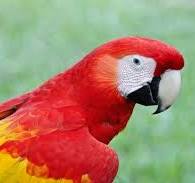 Observación de Aves