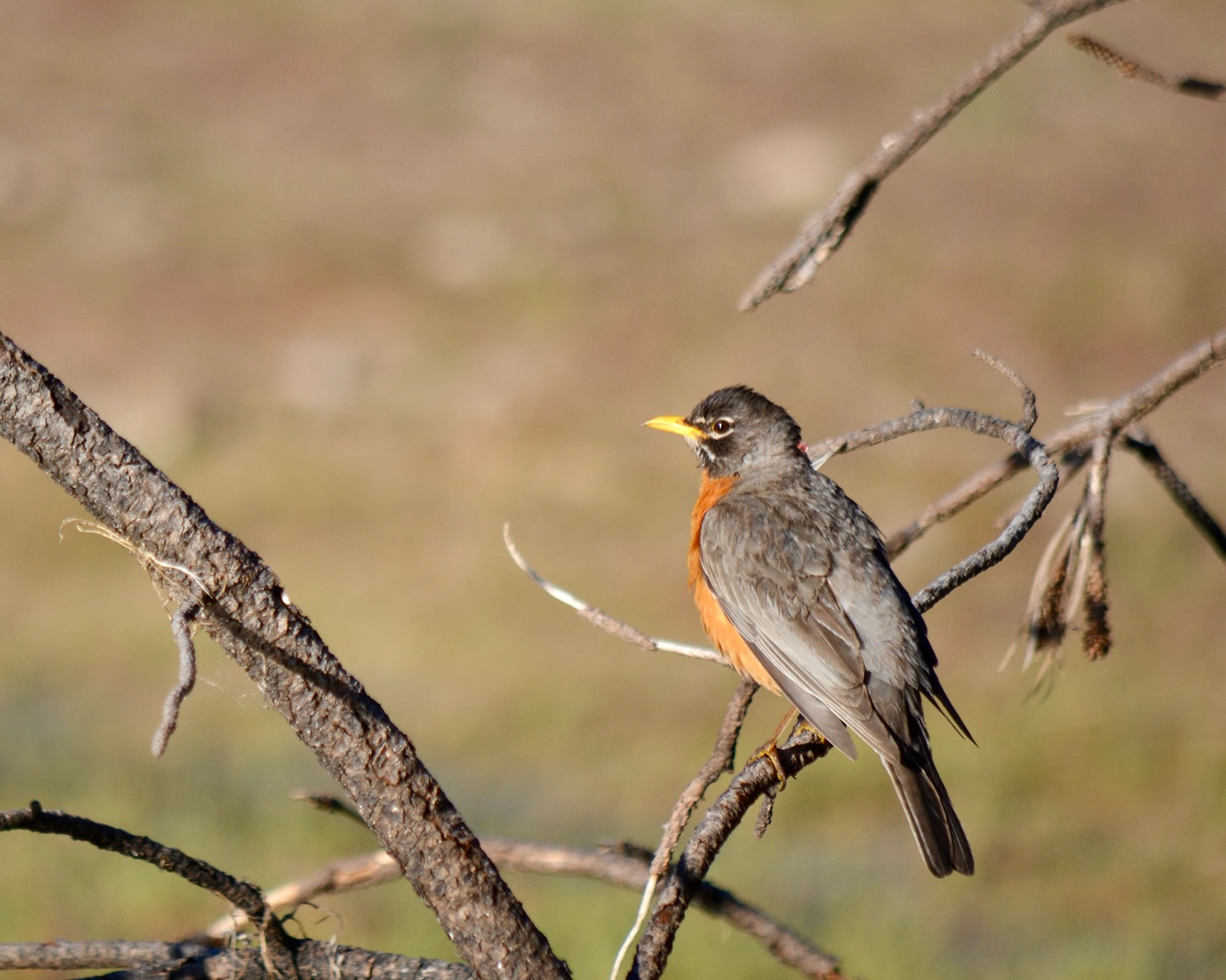 Observación de Aves