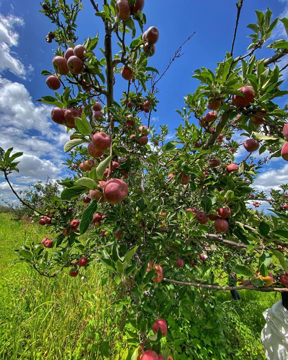Zona de manzana dulce