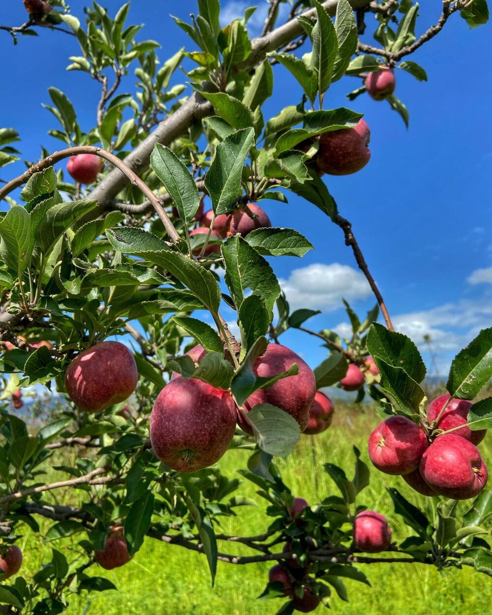Zona de manzana dulce