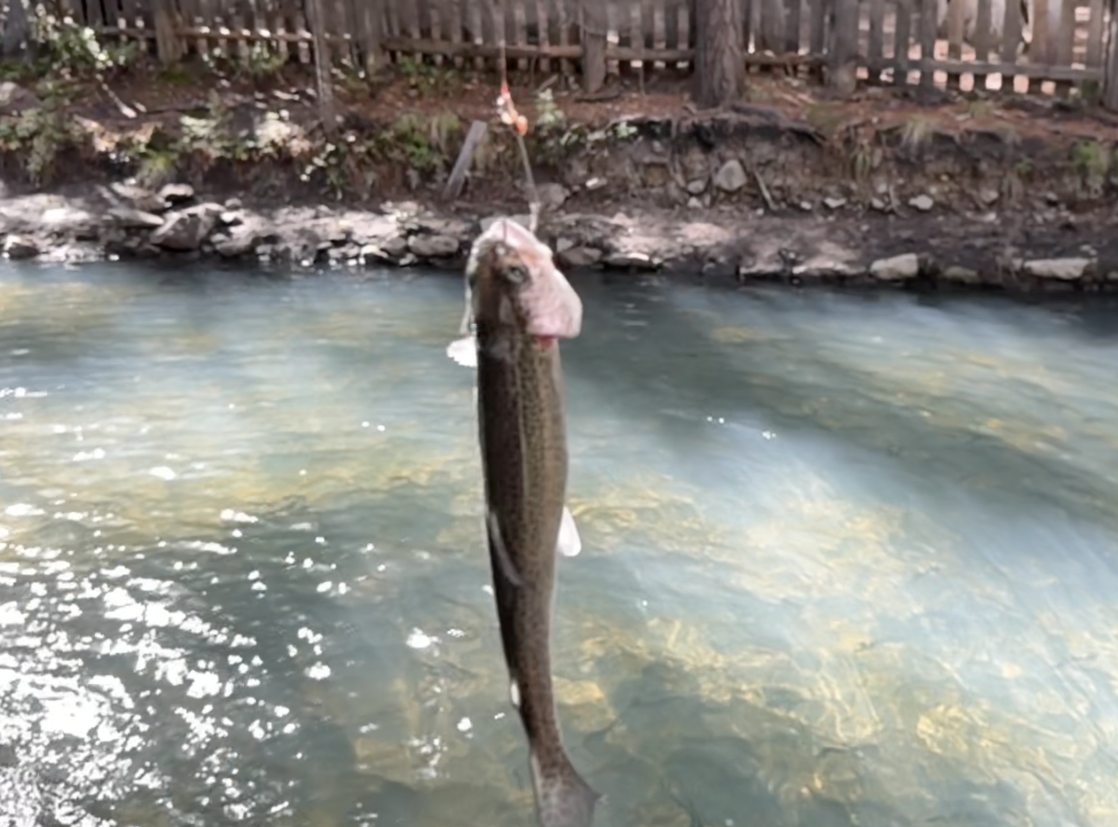 Imagen previa del video de Pesca de Truchas