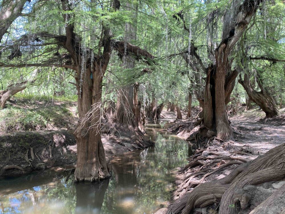 Barranca de San Quintin