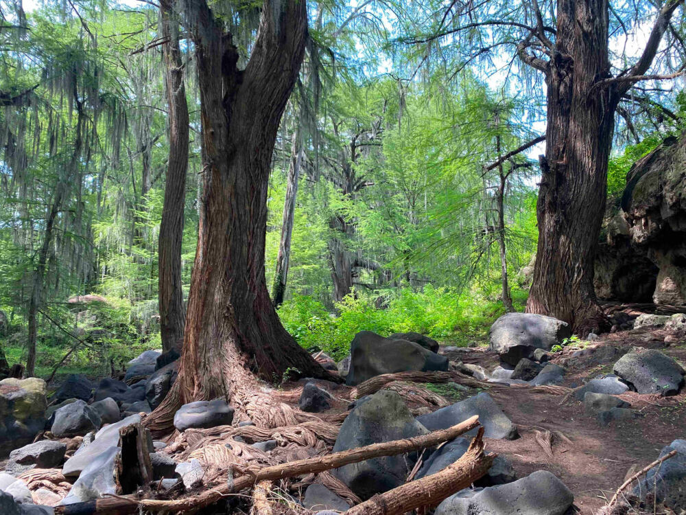 Barranca de San Quintin