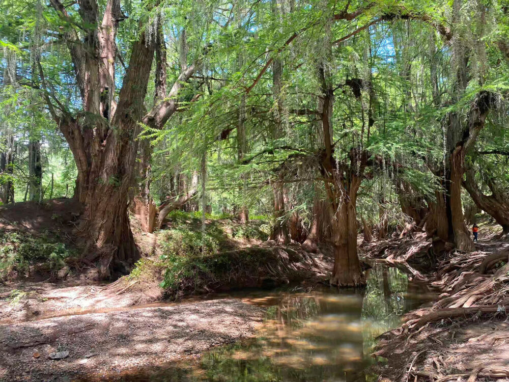Barranca de San Quintin