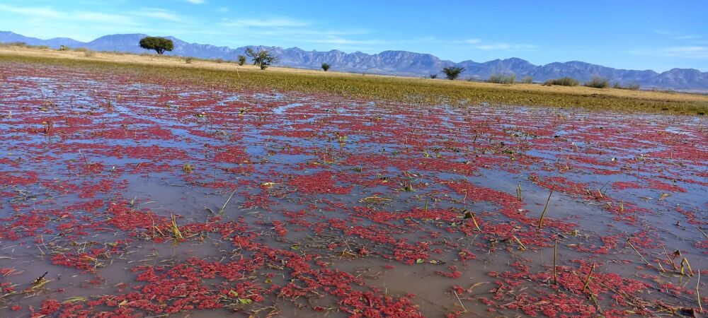 Laguna de Santiaguillo