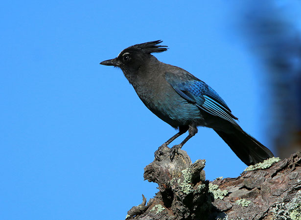 Hábitat Natural de Avifauna